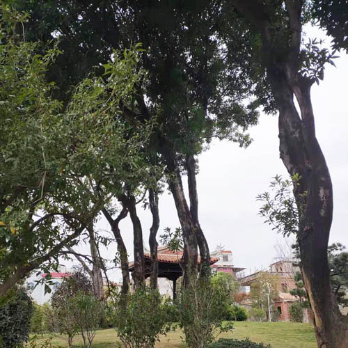Kiinan Arbor Day
